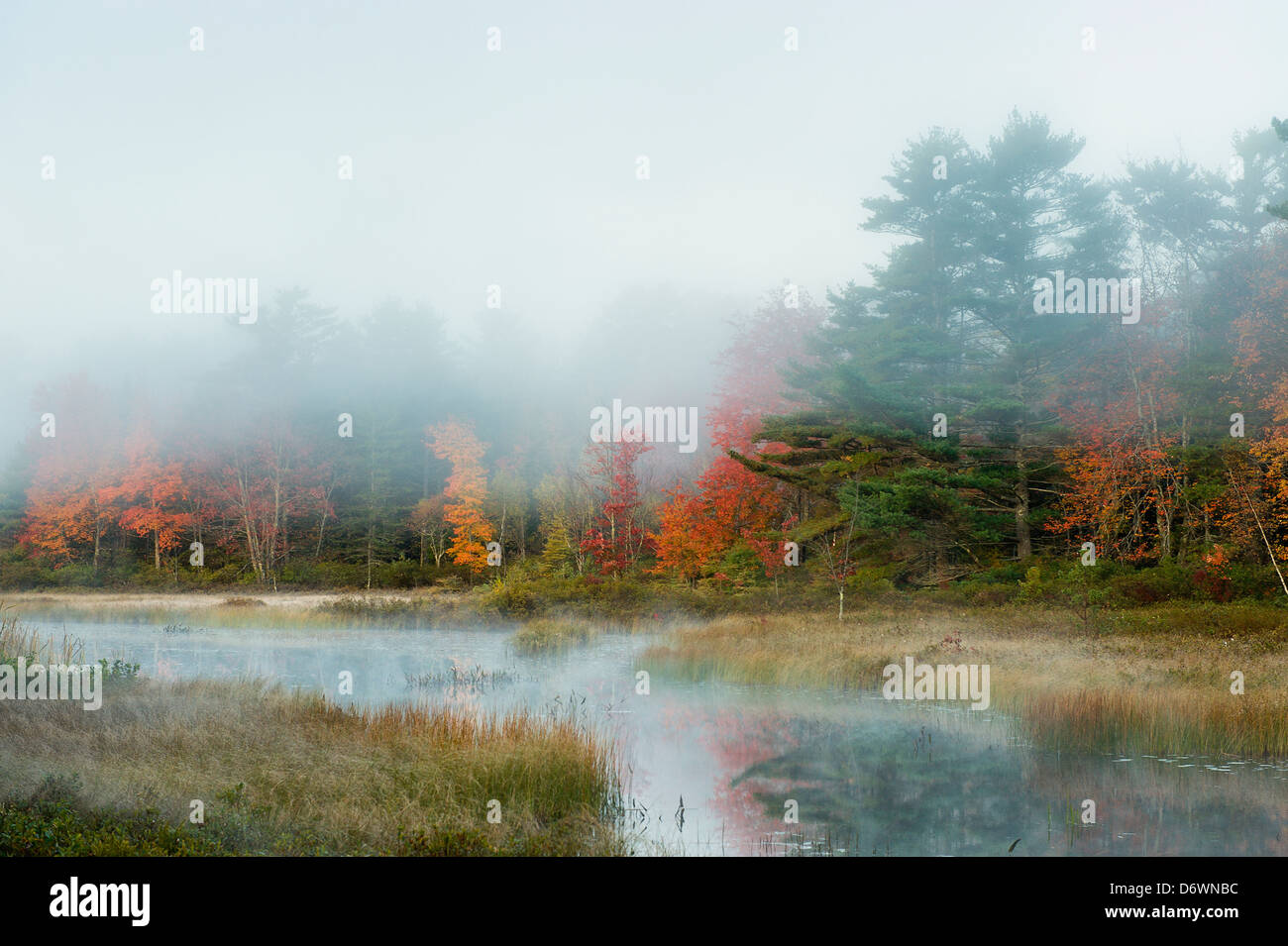 Misty morning landscape, Somesville, Maine, USA Stock Photo