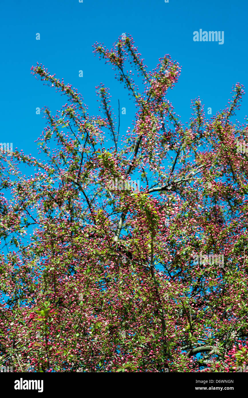 Flowering cherry tree in spring. Stock Photo