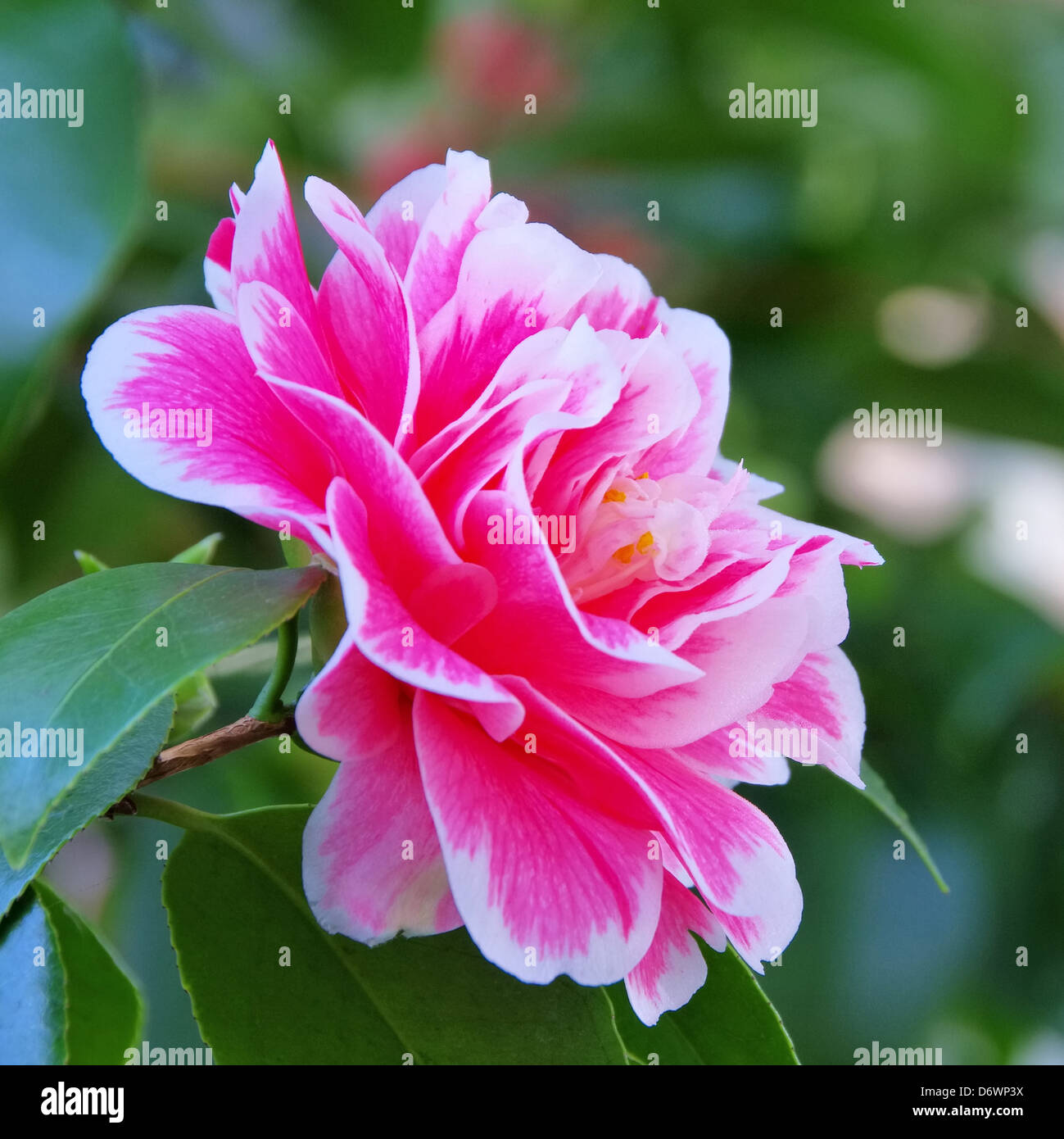 Kamelie - Japanese camellia 02 Stock Photo