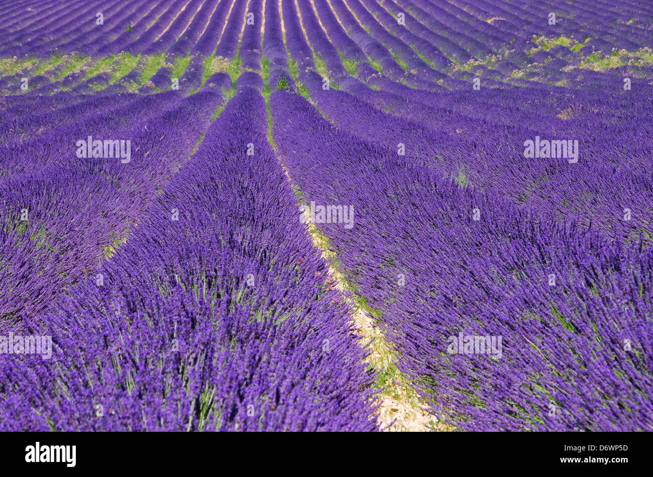 Lavendelfeld - lavender field 83 Stock Photo