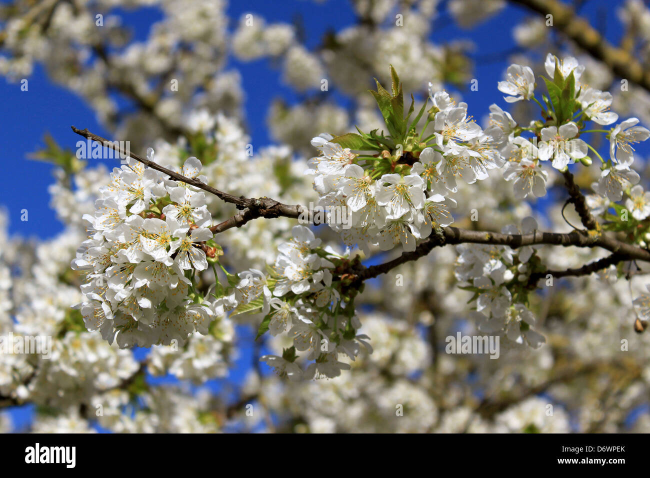 Cherry Tree In Spring a cherry tree in spring with flowering white flowers and the appearance ...