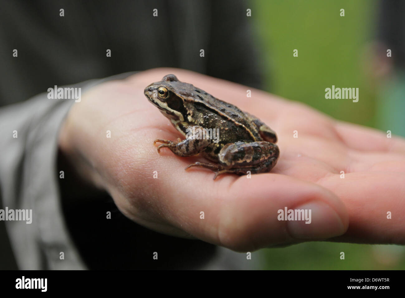 Real frog hi-res stock photography and images - Alamy