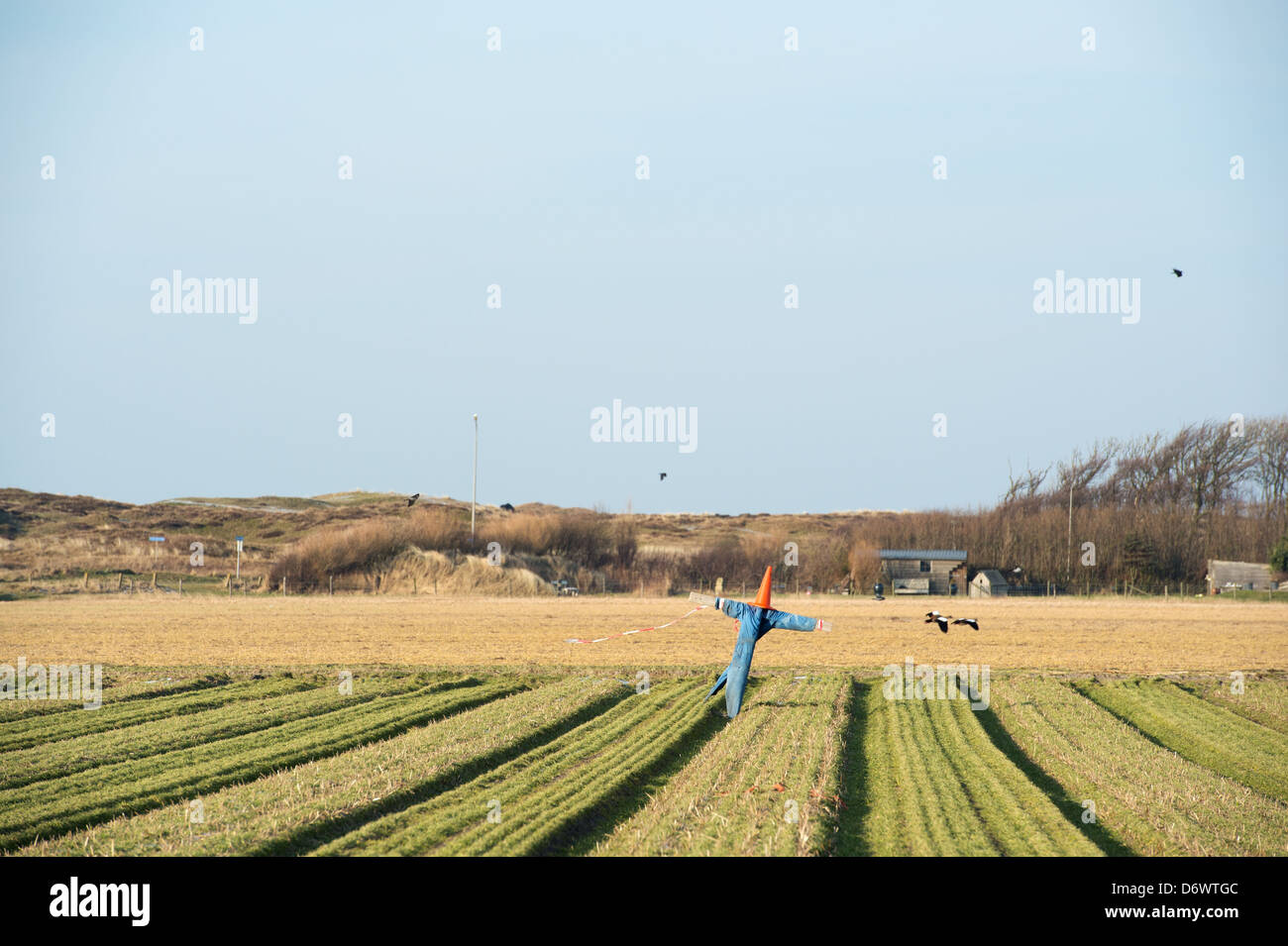 Scarecrow in agriculture field at Dutch island Texel Stock Photo