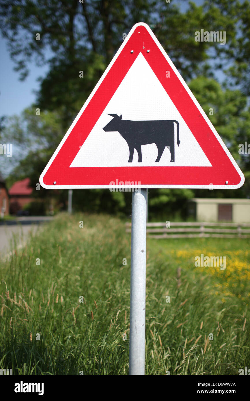 Huje, Germany, caution sign on the roadside cattle Stock Photo