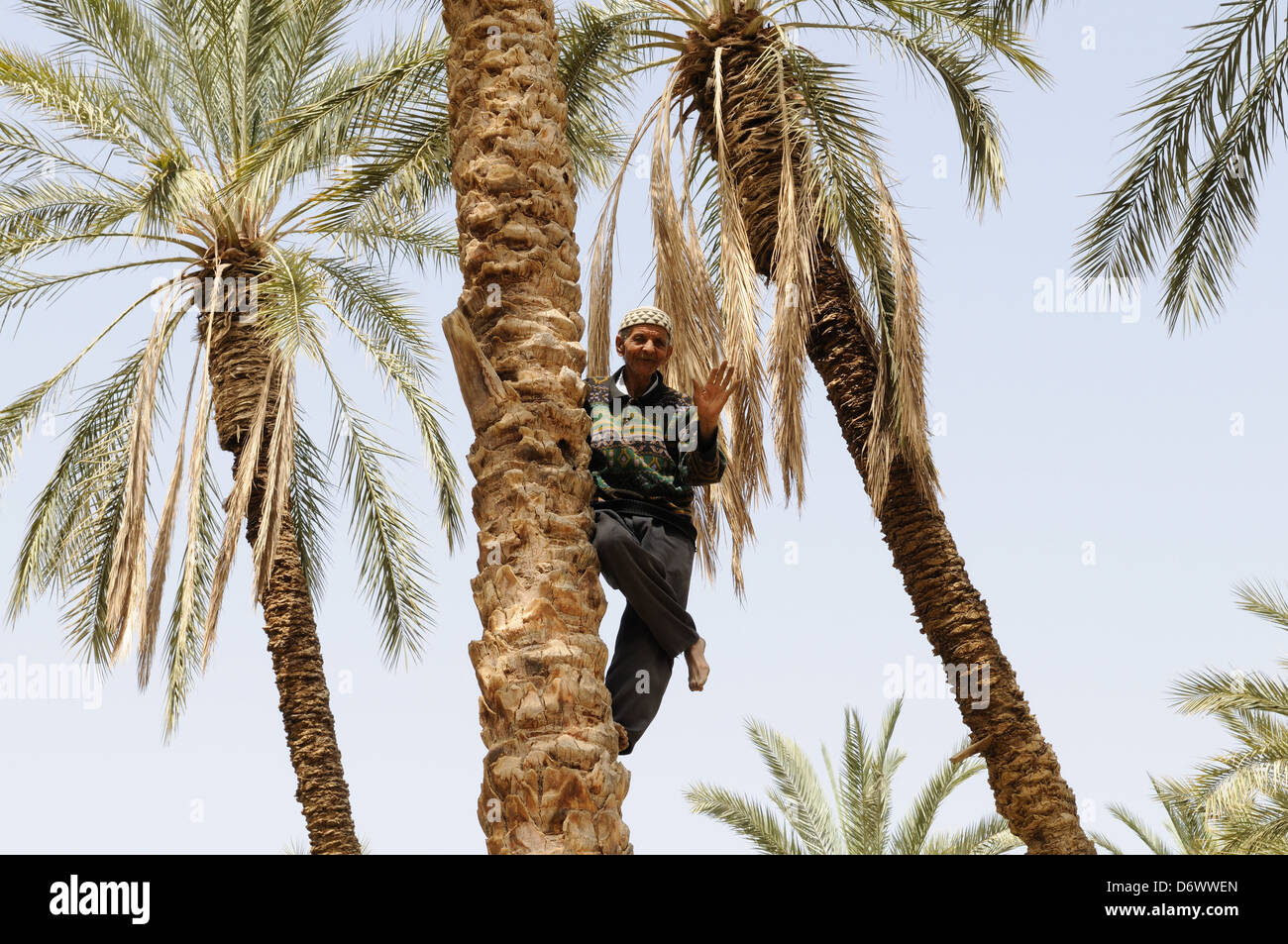 Elderly Tunisian man showing his skill at climbing a date palm tree leaving his hands free to collect dates Tunisia Stock Photo