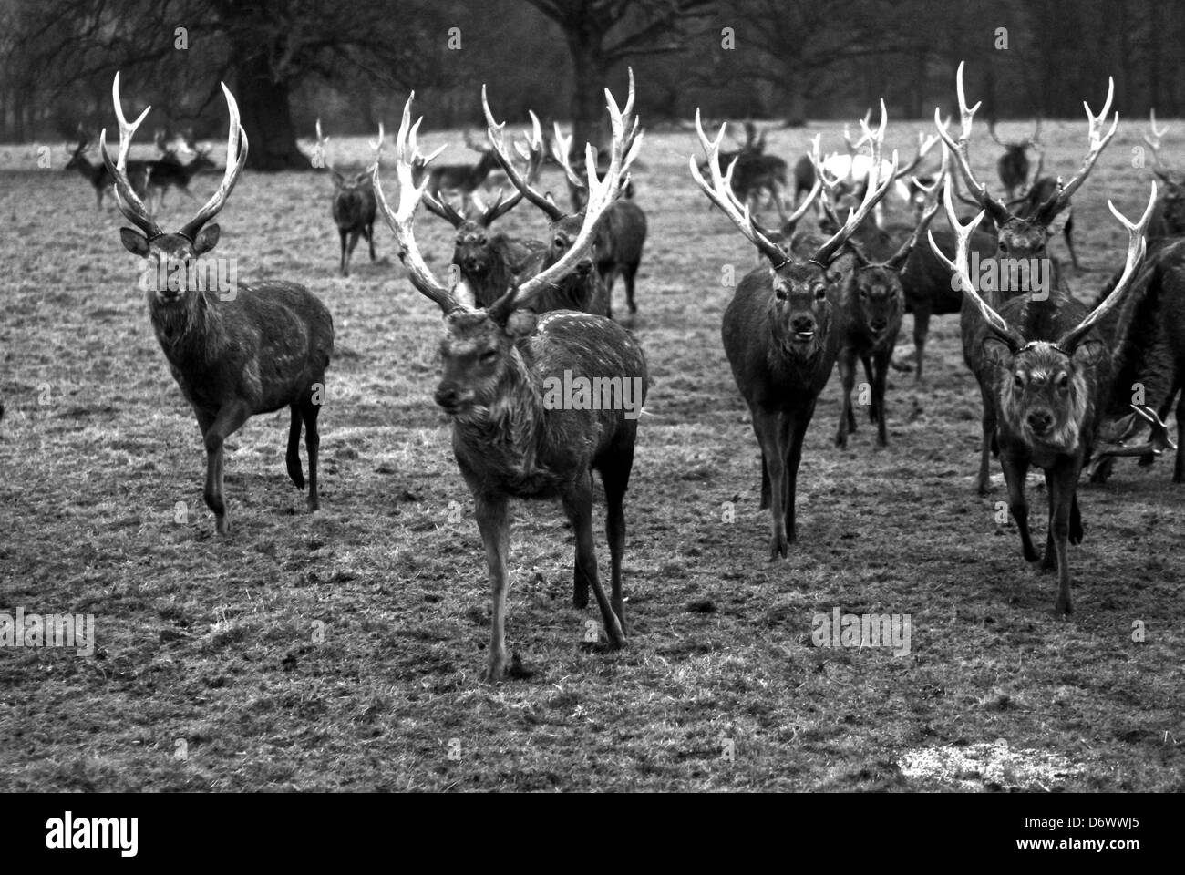 Deer in park Stock Photo Alamy