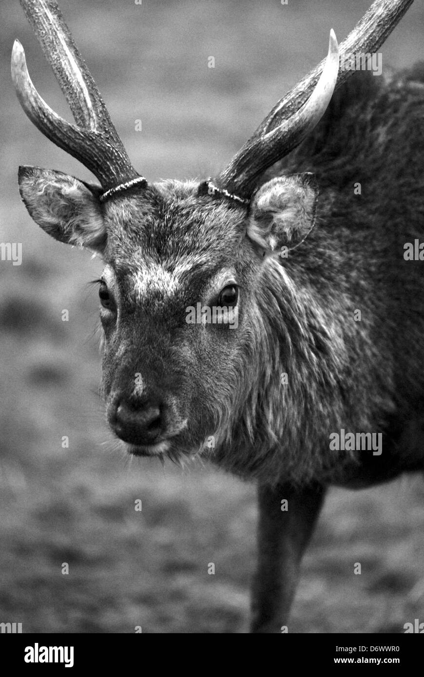 Deer In Park Stock Photo Alamy