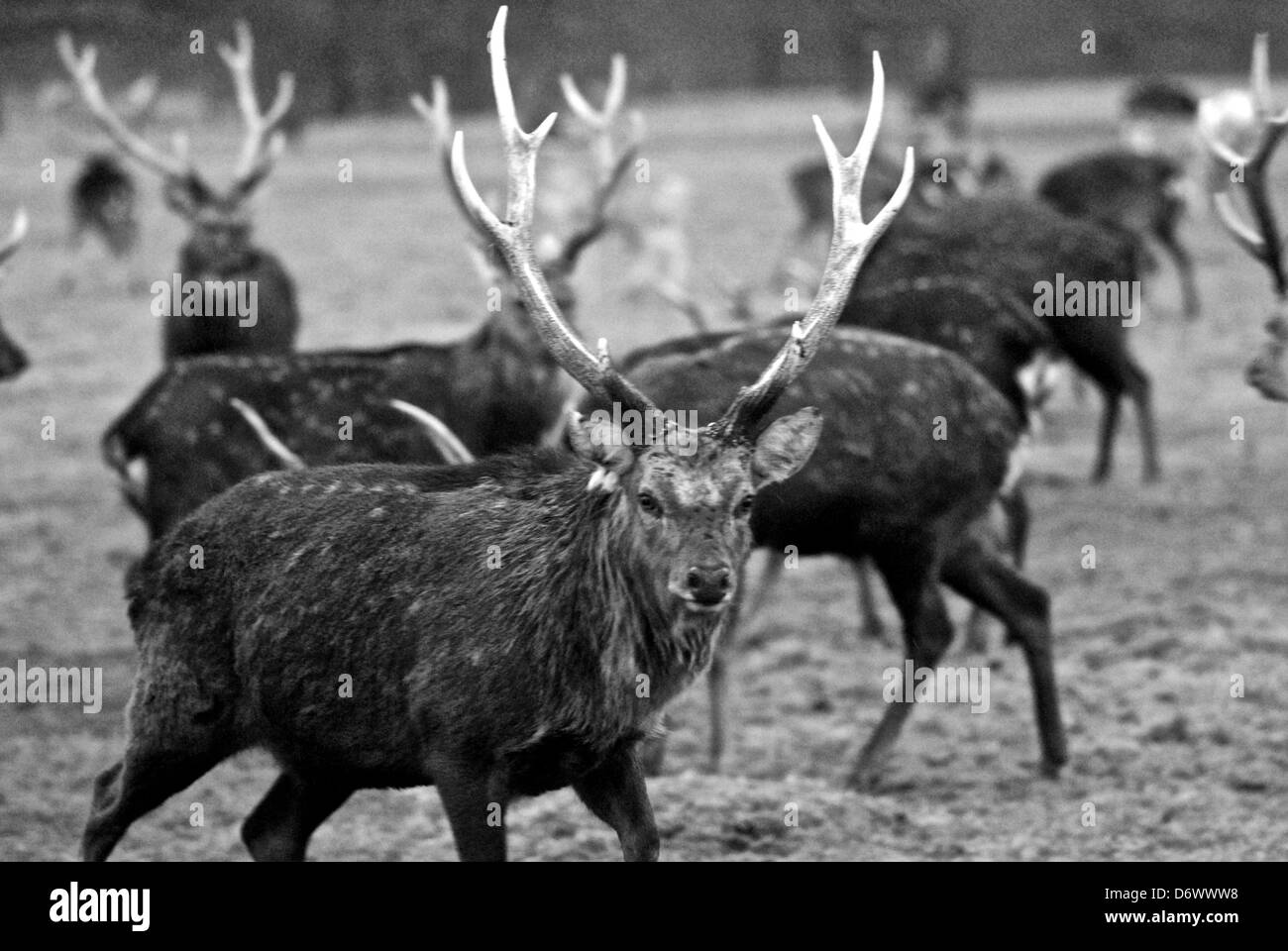 Deer In Park Stock Photo Alamy