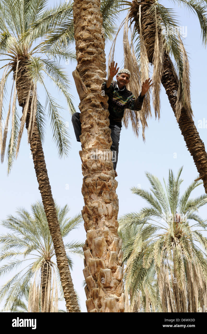 Elderly Tunisian man showing his skill at climbing a date palm tree leaving his hands free to collect dates Tunisia Stock Photo