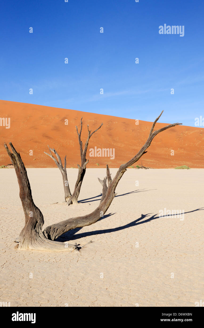 Two dead trees at the Sossusvlei Stock Photo