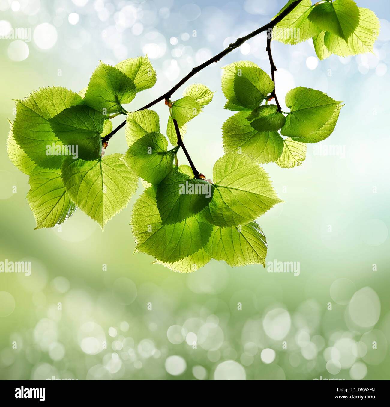 Spring or summer season abstract nature background with grass and blue ...