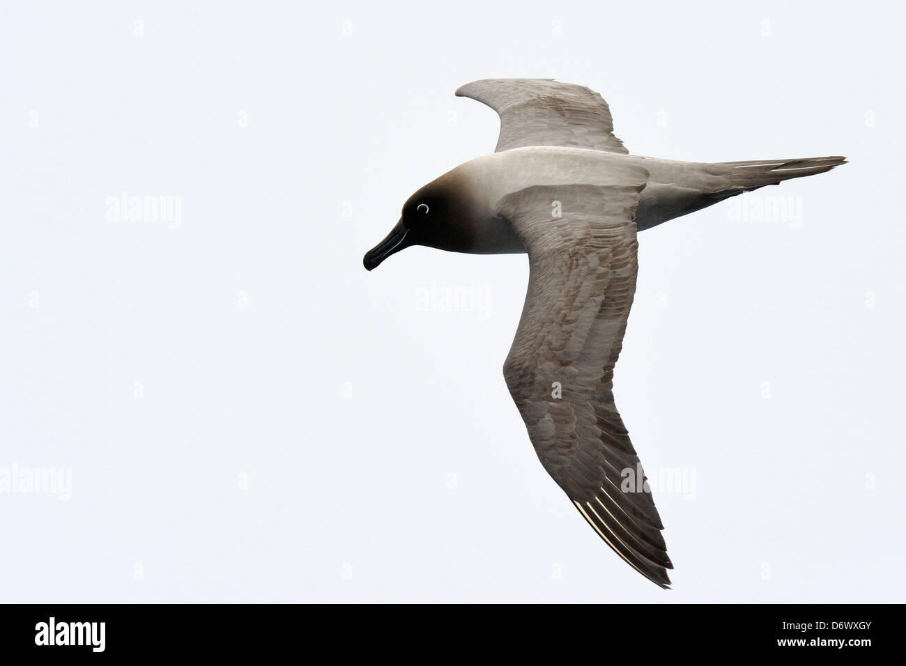 Light-mantled Sooty Albatross (Phoebetria palpebrata) flying against light sky Stock Photo
