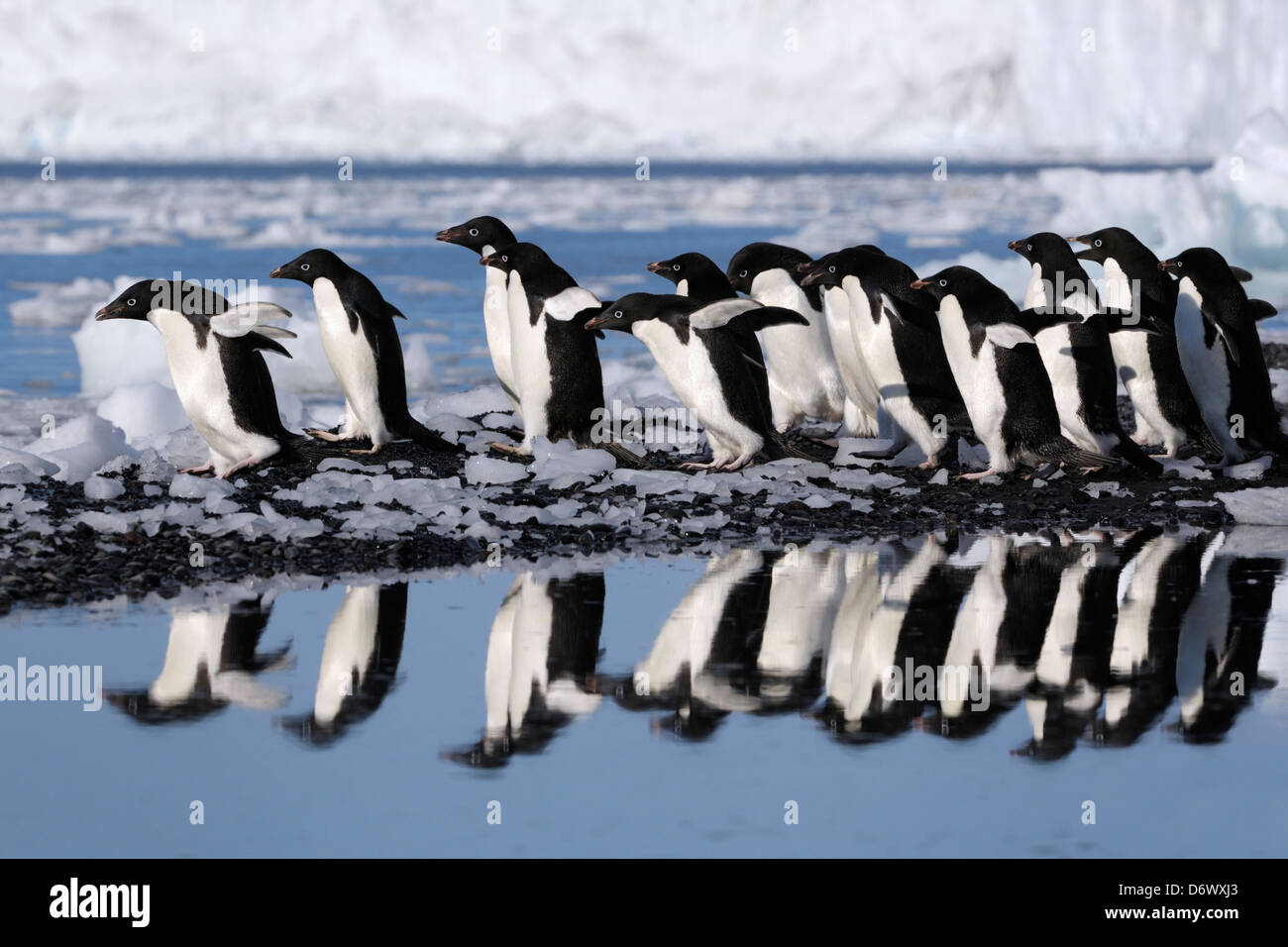 Group of Adelie Penguins (Pygoscelis adeliae) going into the water. Stock Photo