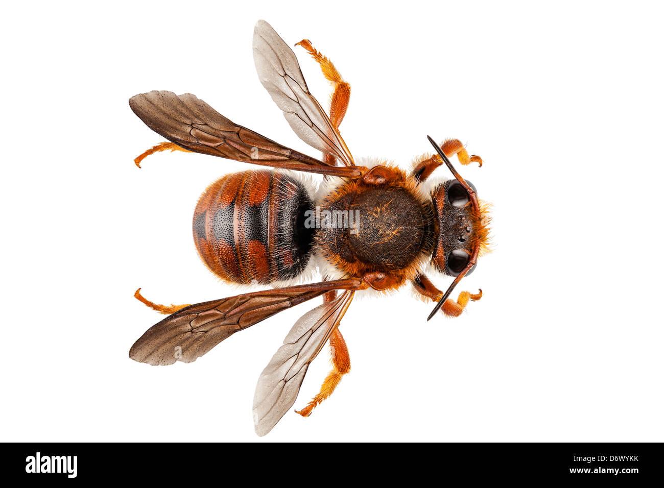 Bee species Anthidium sticticum Stock Photo
