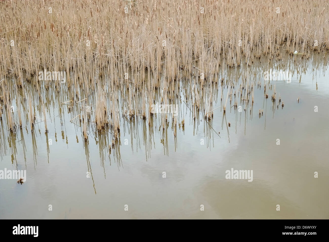 Reeds in a pond. Stock Photo