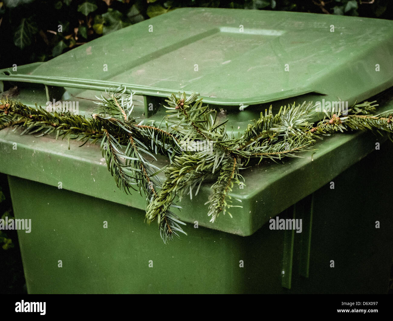 Christmas tree in a green kirbside garden waste wheelie bin Stock Photo
