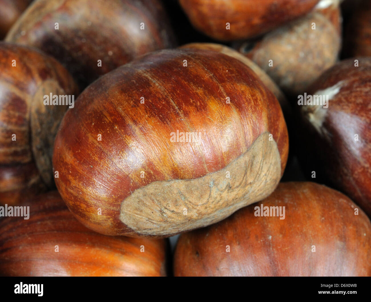 Chestnuts in shells hi-res stock photography and images - Alamy