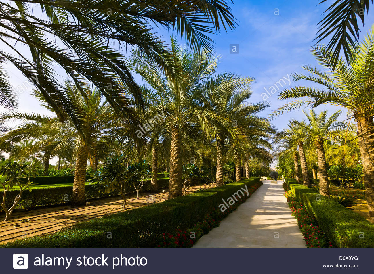 Dubai Palm Trees High Resolution Stock Photography and Images Alamy