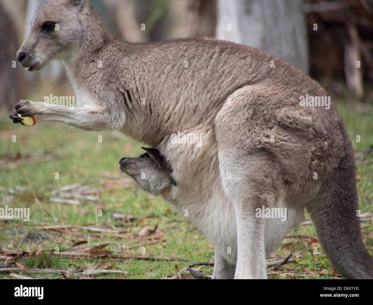 Baby kangaroo joey peeking out of its pouch asking for food Stock Photo