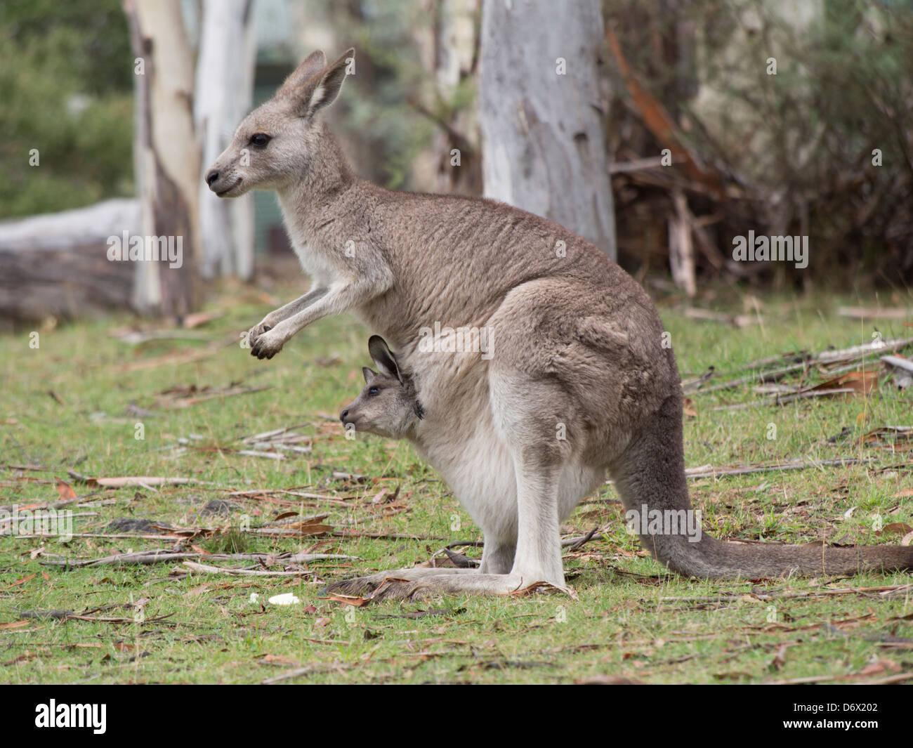 Mother kangaroo standing with ears back and baby joey hanging out of pouch Stock Photo