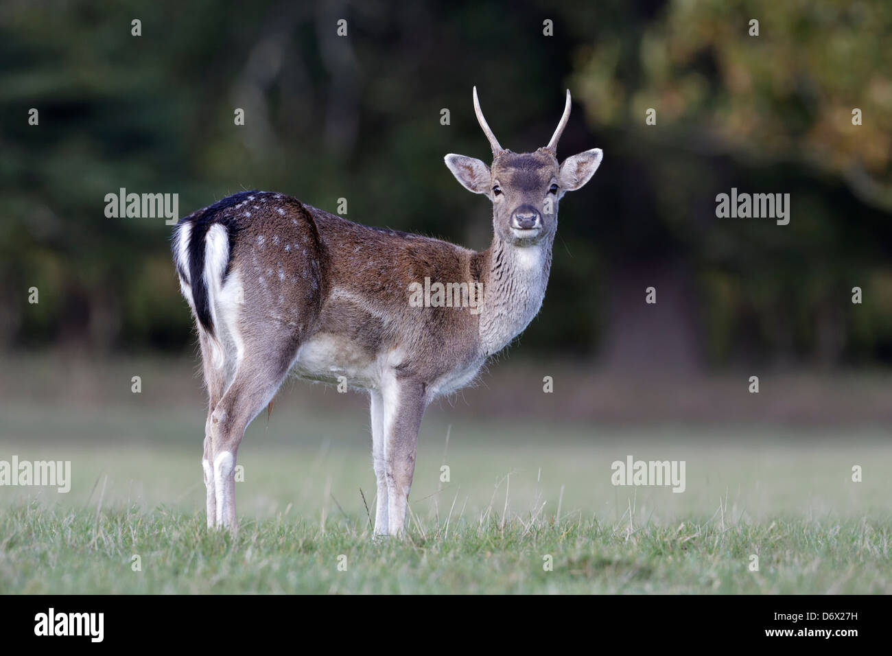 Young buck hi-res stock photography and images - Alamy