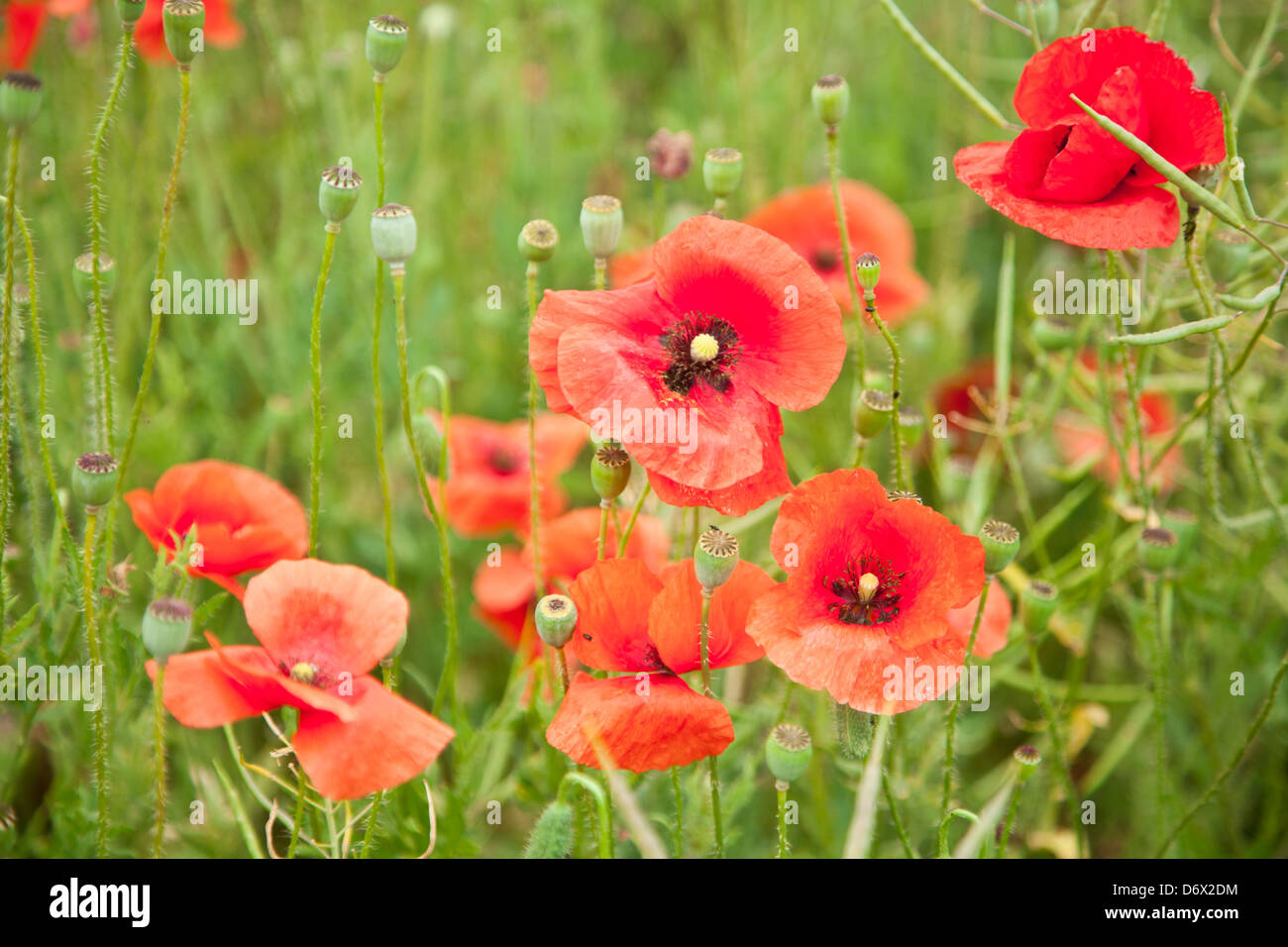 Poppy field of poppy flowers hires stock photography and images Alamy
