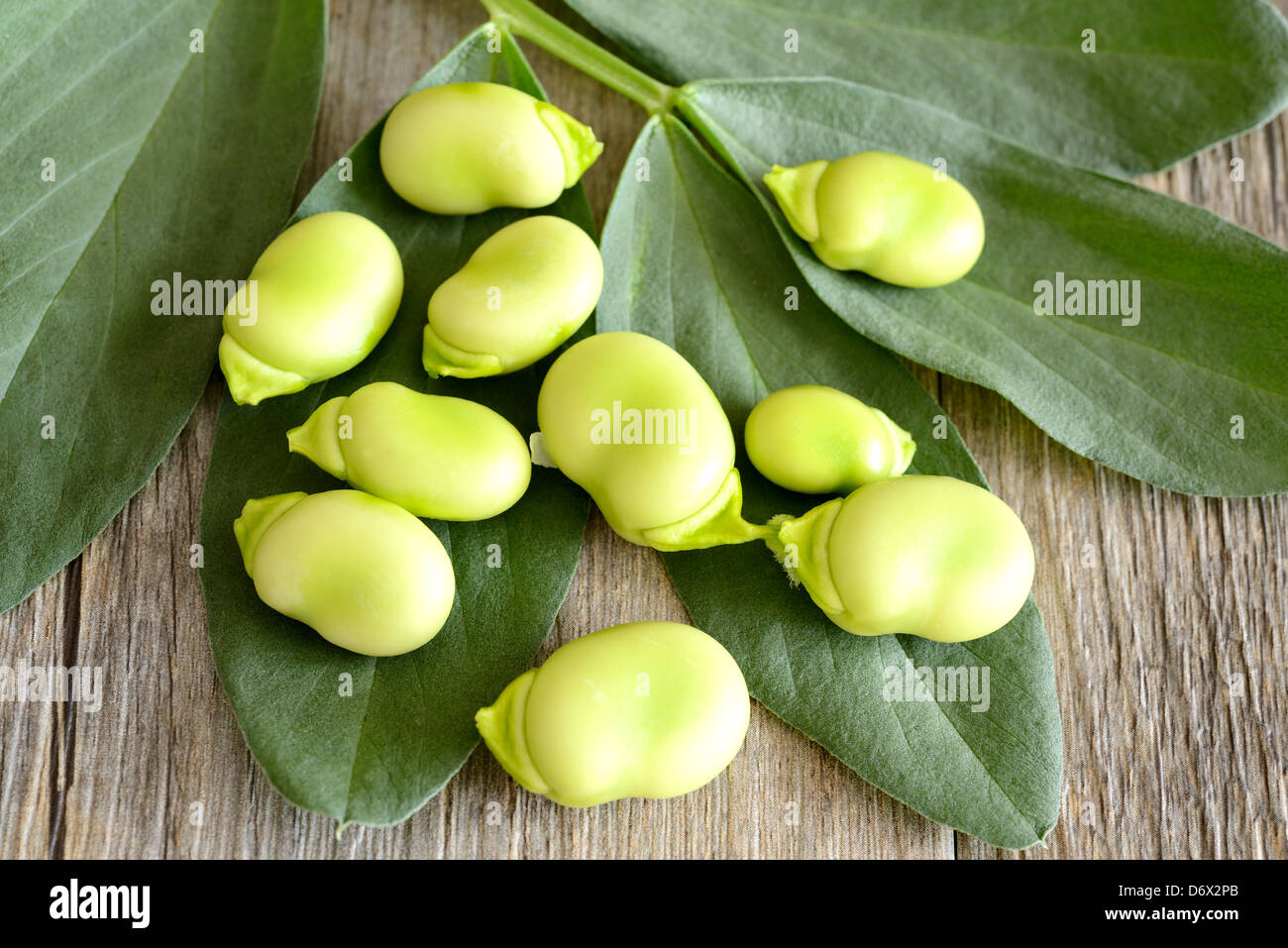 Broad bean leaf hires stock photography and images Alamy