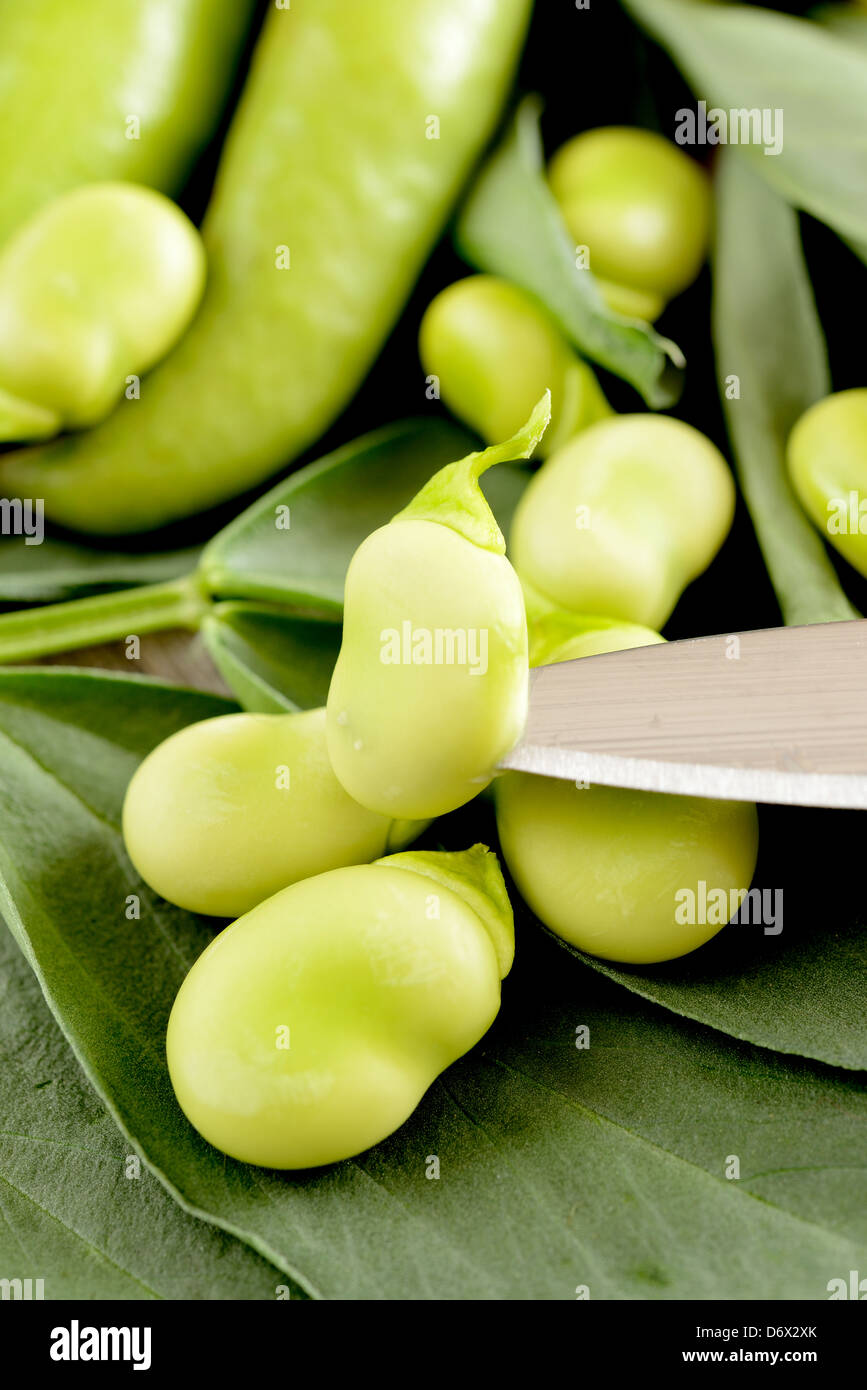 Broad bean leaf hires stock photography and images Alamy