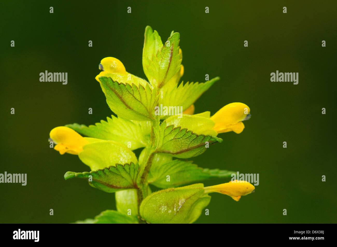 A view of yellow rattle Stock Photo - Alamy
