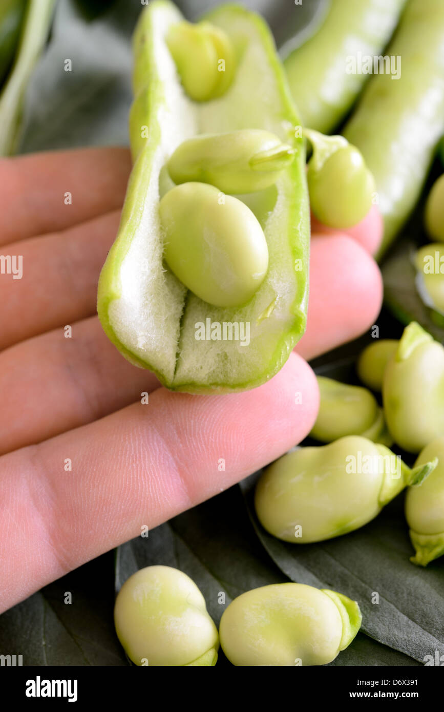 Broad bean leaf hires stock photography and images Alamy