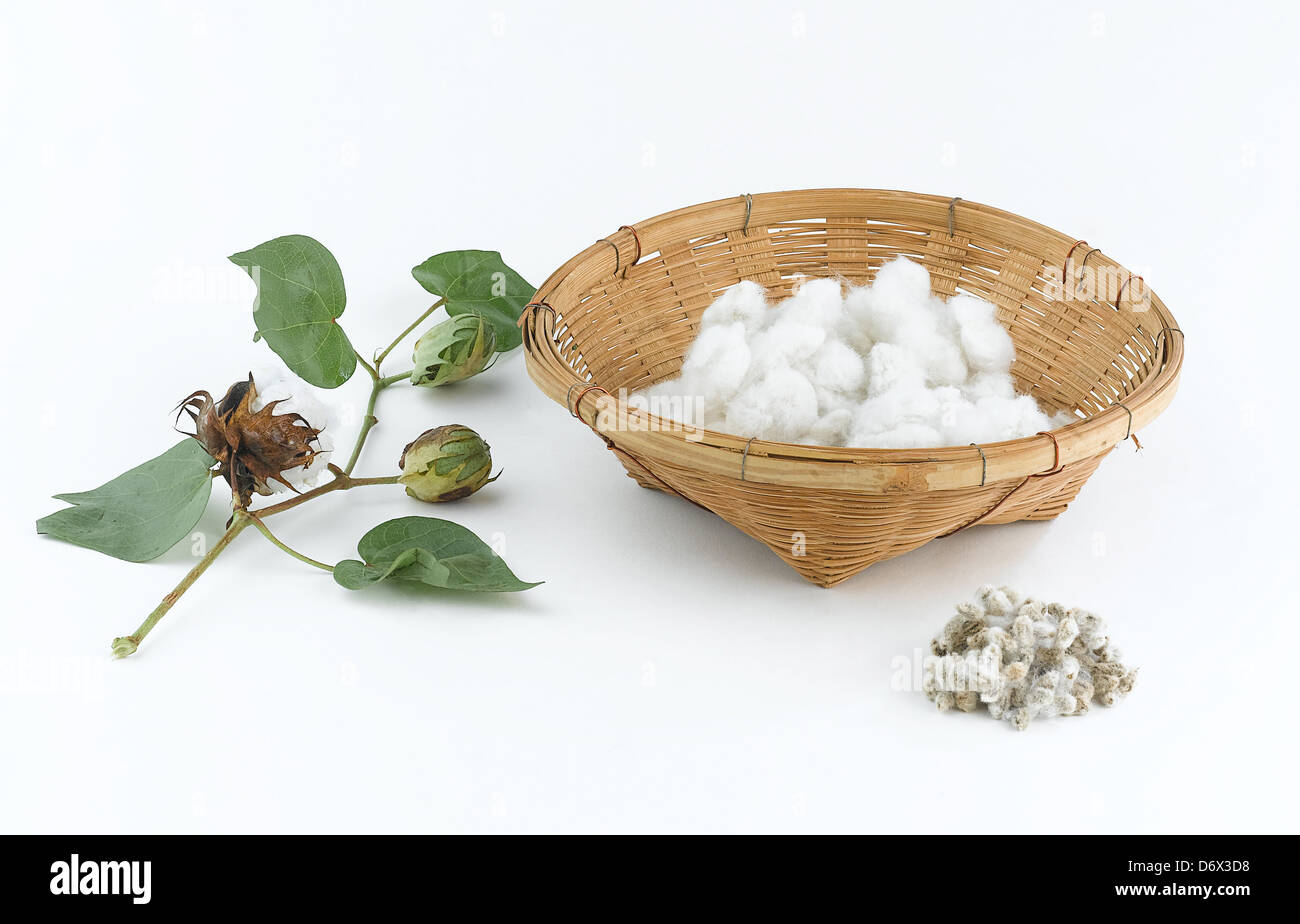 Cotton plant and seeds Stock Photo
