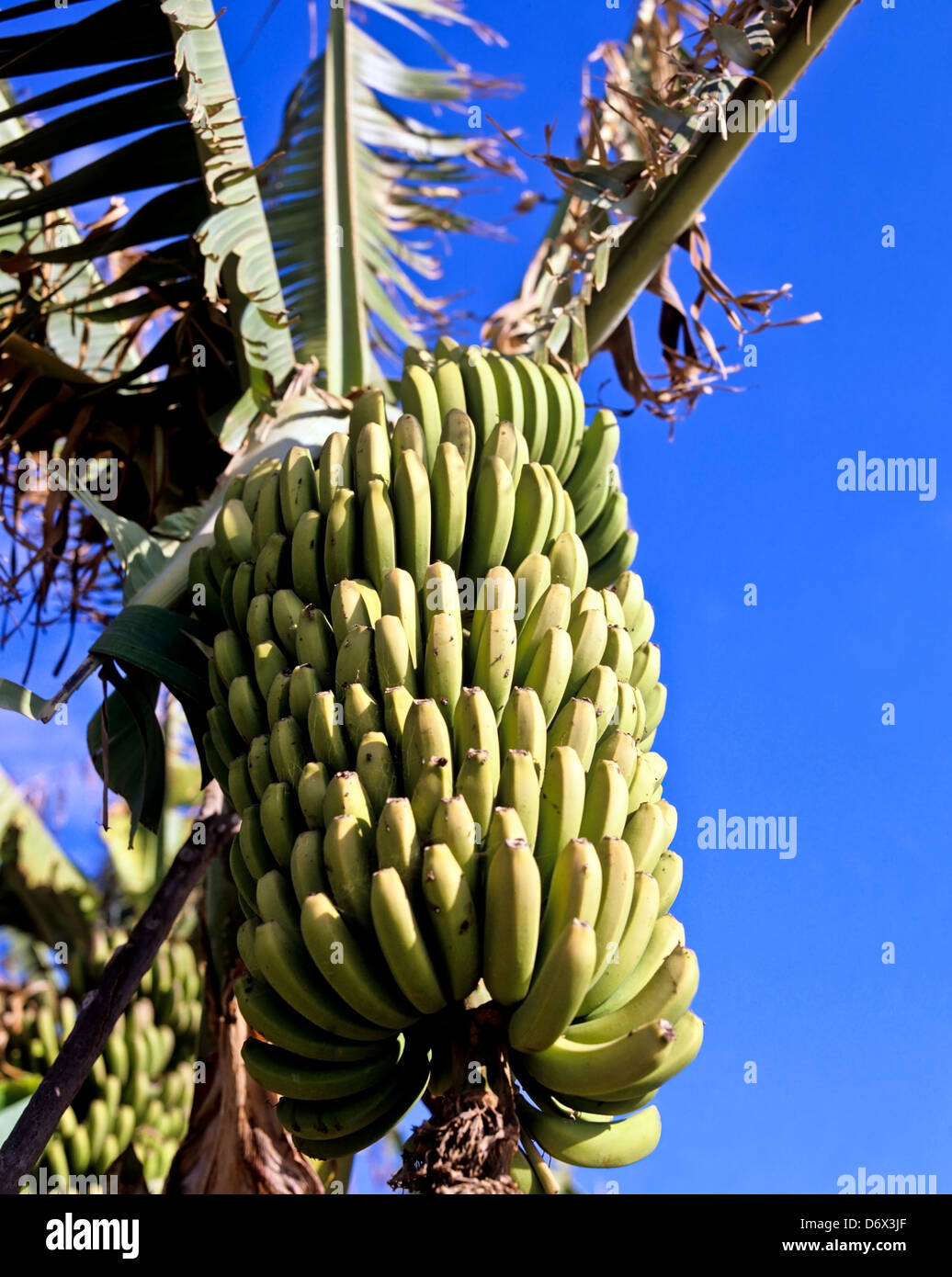 8521. Bananas growing, Tenerife, Canary Islands, Spain, Europe Stock