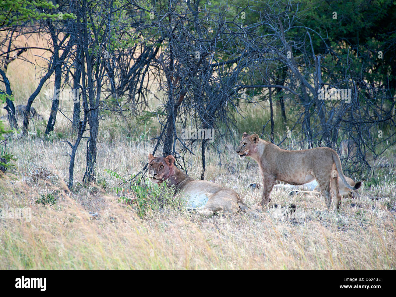 Lions after the kill. Antelope Park, Zimbabwe. Stock Photo