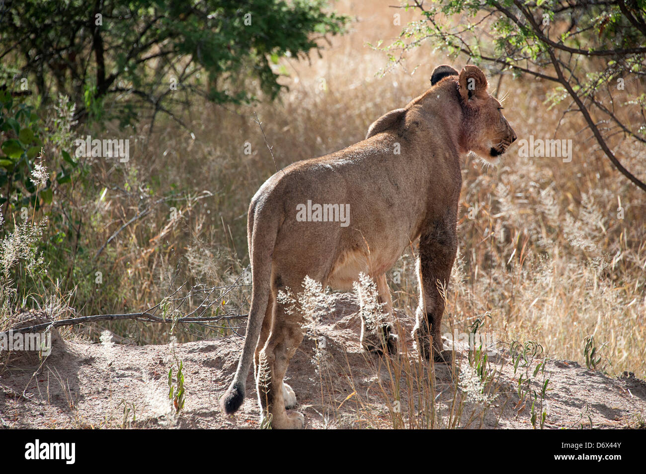 Lion keeps watch in the bush. Antelope Park, Zimbabwe Stock Photo