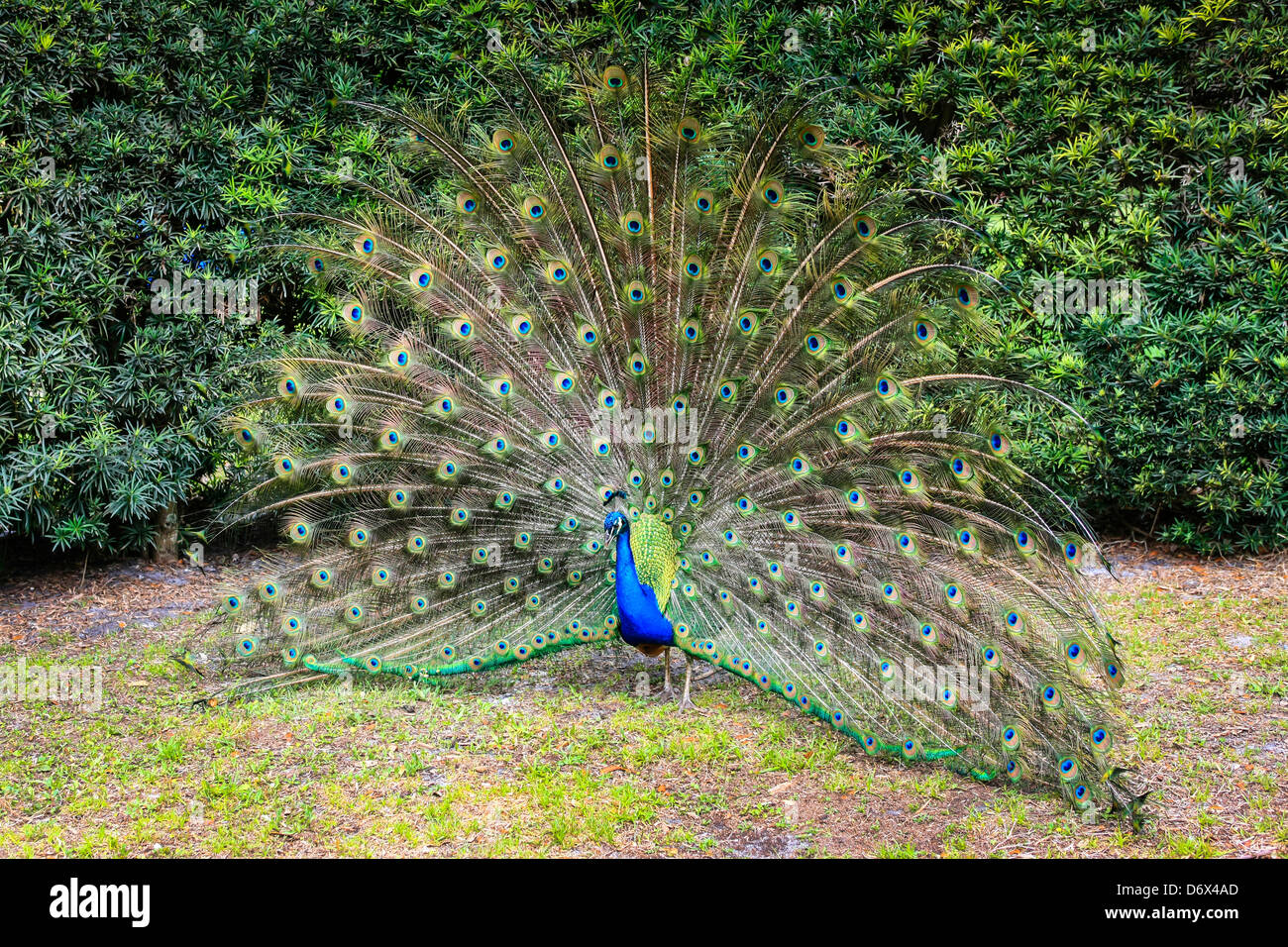 Male Peacock performing his courtship routine during spring season Stock Photo