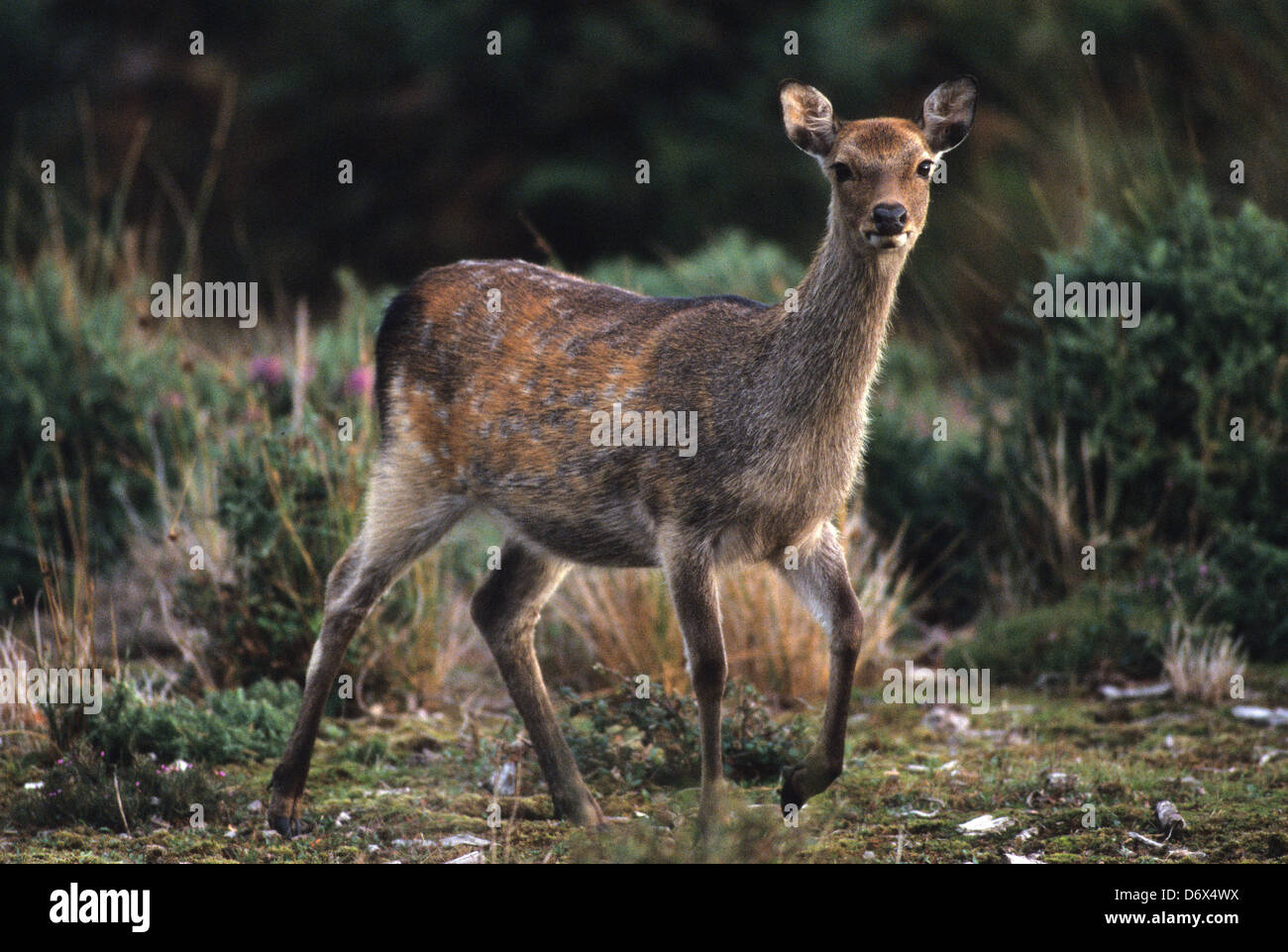 One sika deer Stock Photo