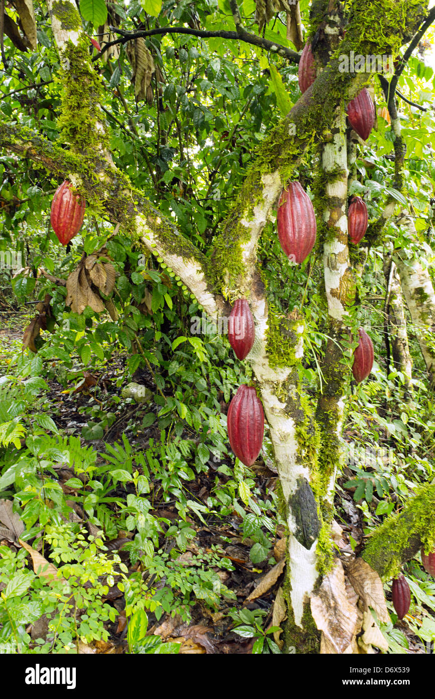 Cocoa pods (Theobroma cacao). This is the hybrid CCN-51 variety. Stock Photo