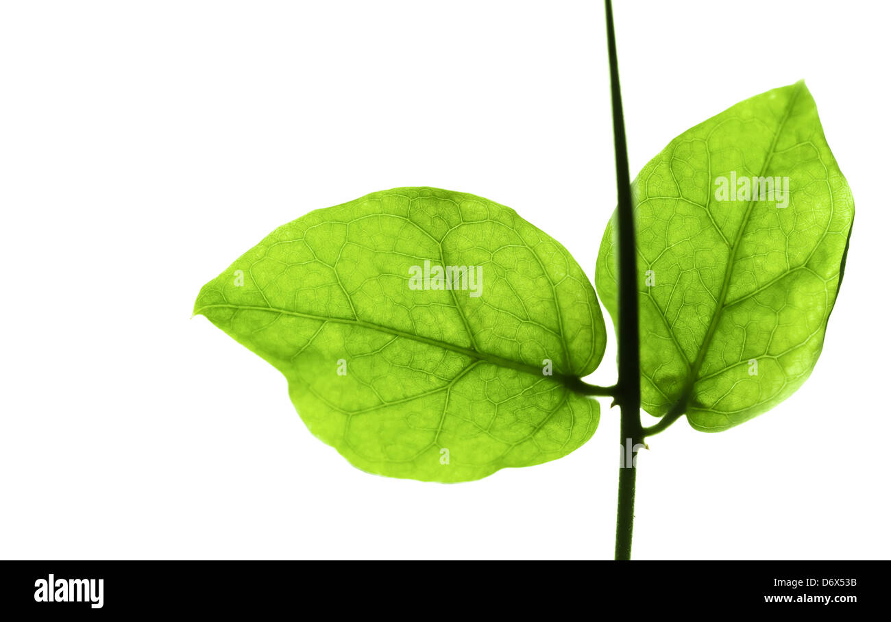 Macro photo of two green leaves on branch isolated on white Stock Photo