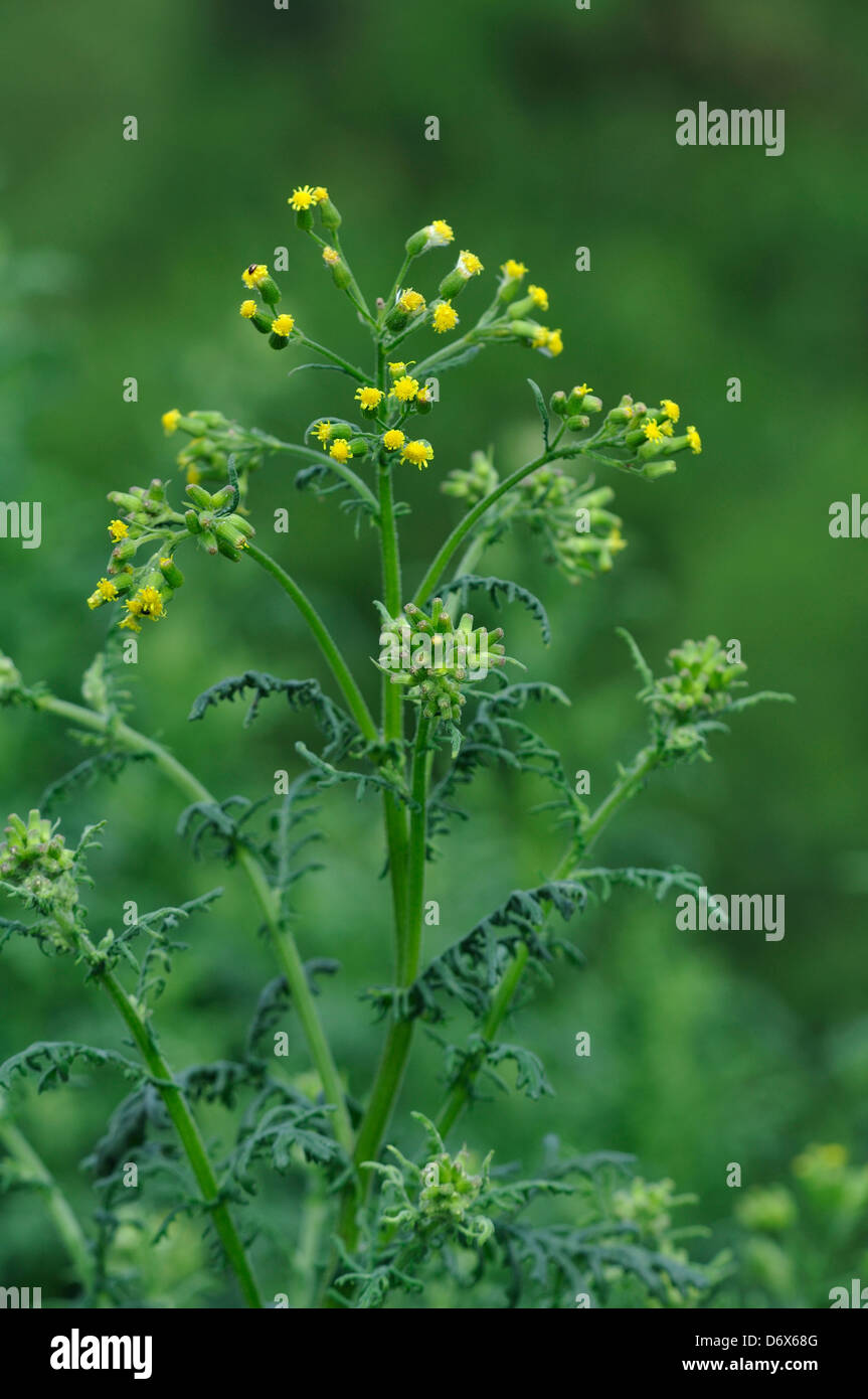 Senecio Sylvaticus High Resolution Stock Photography And Images Alamy senecio-sylvaticus-high-resolution-stock-photography-and-images-alamy
