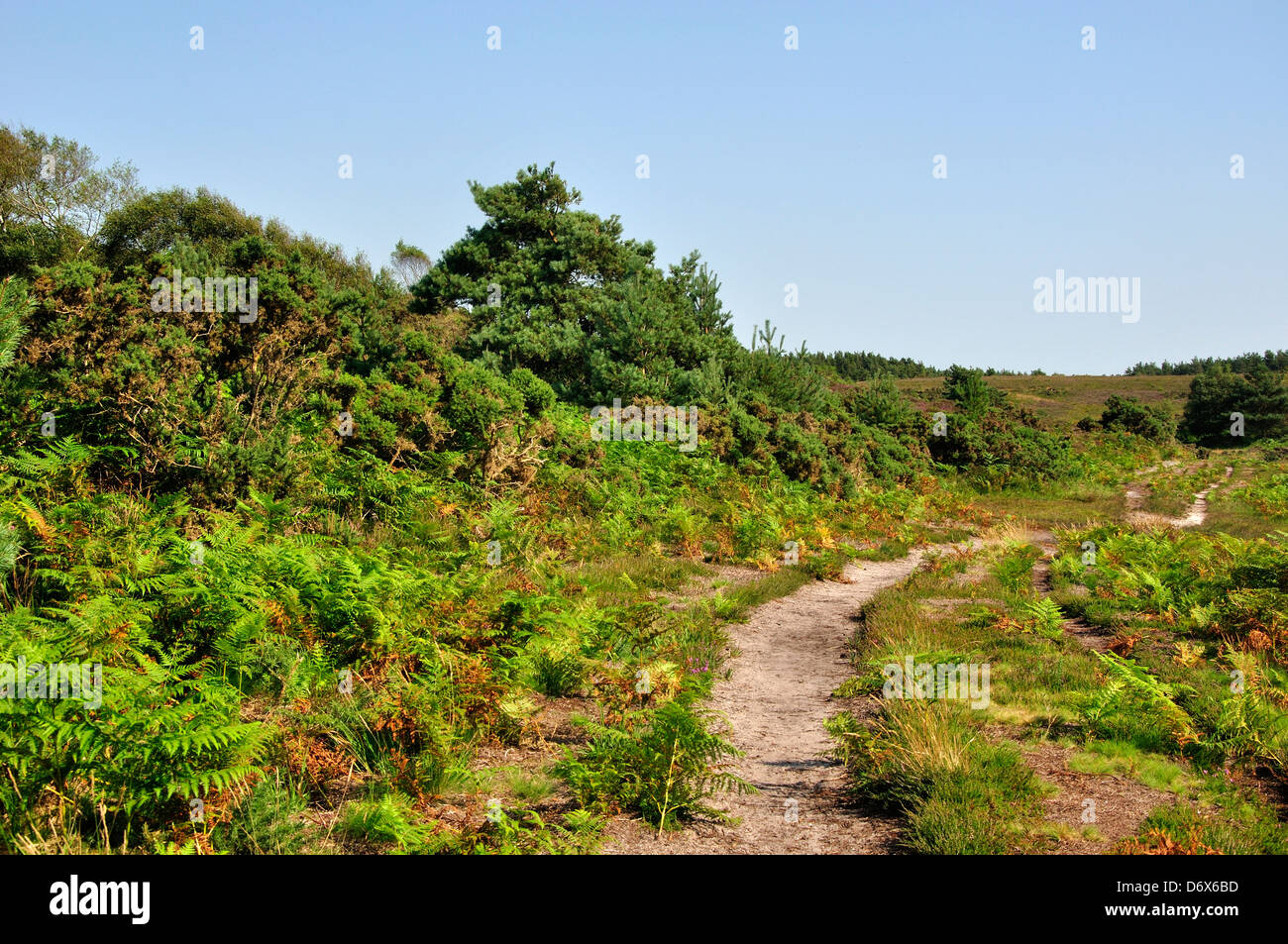 A view of Winfrith Heath DWT nature reserve Dorset Stock Photo