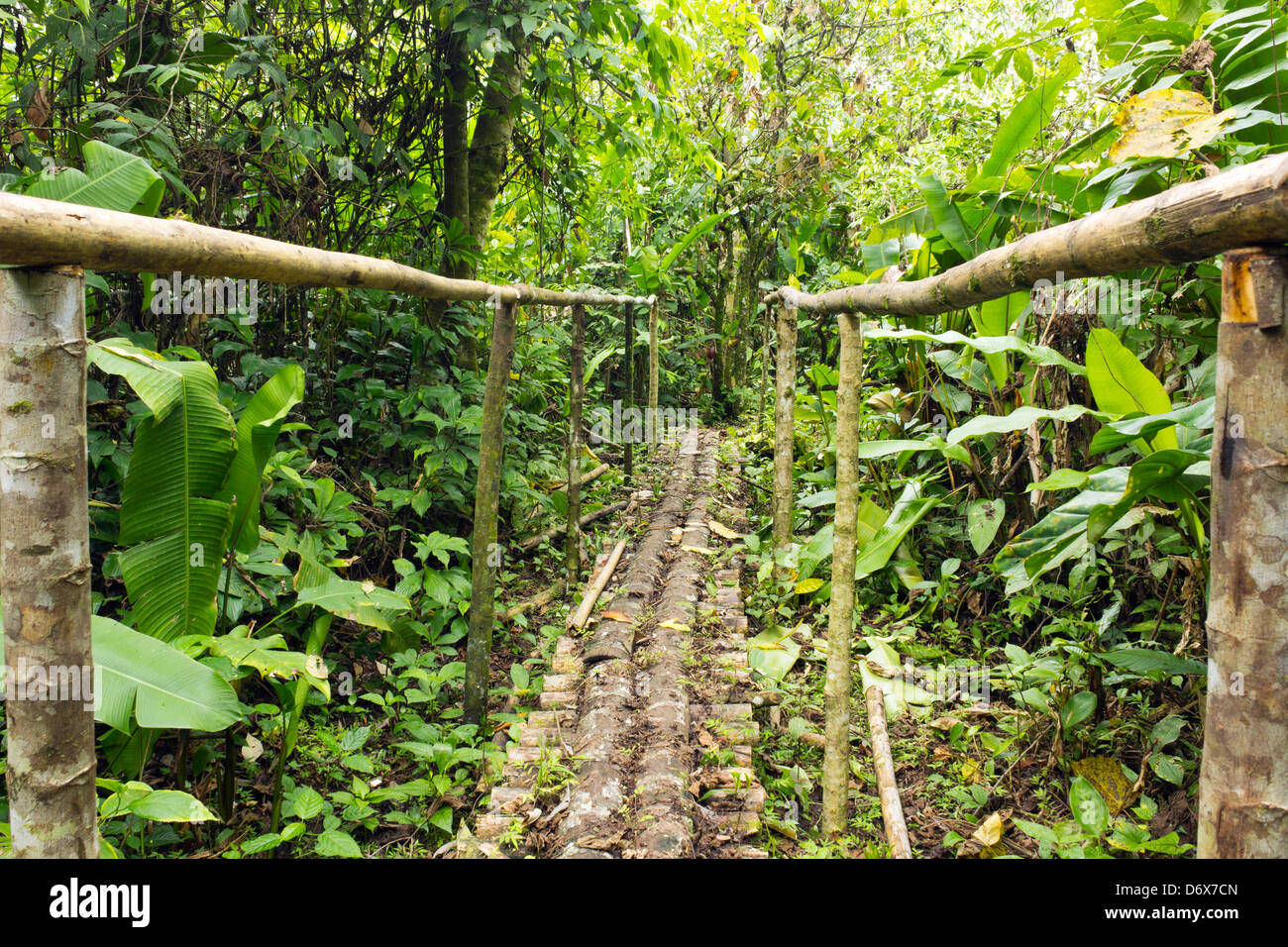 Rustic wooden footbridge in the Amazon rainforest, Ecuador Stock Photo