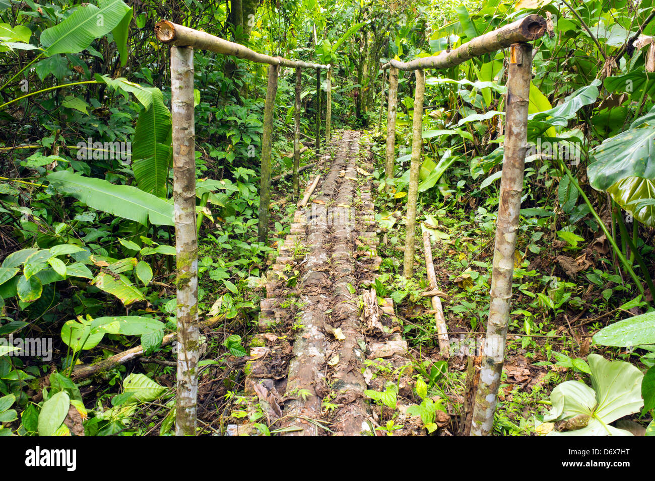 Rustic wooden footbridge in the Amazon rainforest, Ecuador Stock Photo