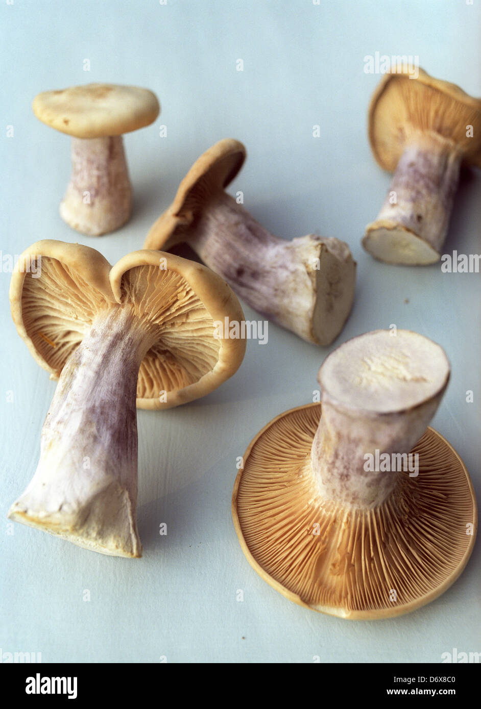 Whole Bluefoot mushrooms loose on a pale blue table top Stock Photo