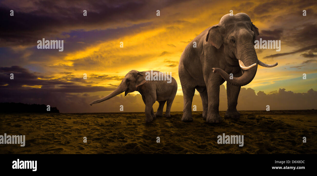 elephants family on sunset Stock Photo