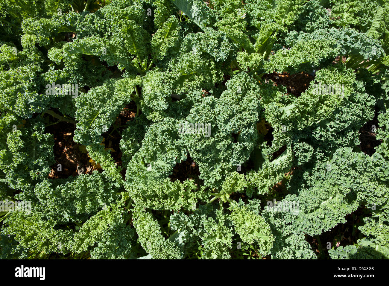 kale in garden Stock Photo