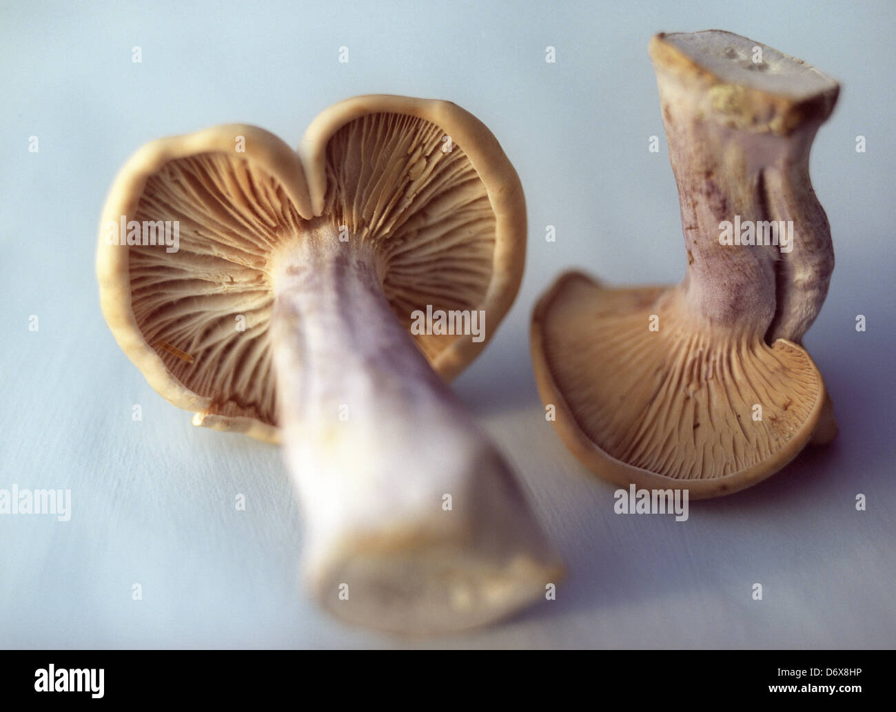 Whole Bluefoot mushrooms loose on a pale blue table top Stock Photo
