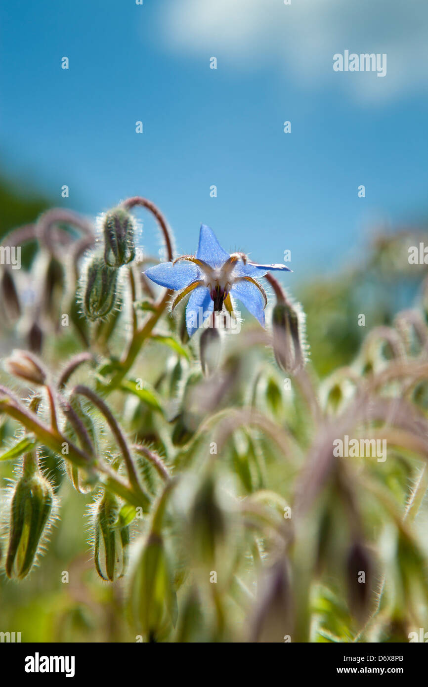 Borage , borago offcinalis  annual herb Stock Photo