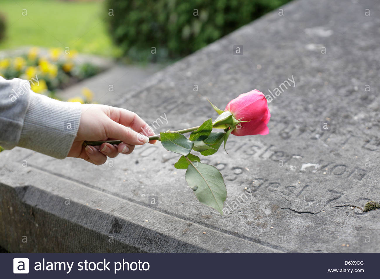 Woman putting rose on a grave stone, Bonn, Germany Stock Photo