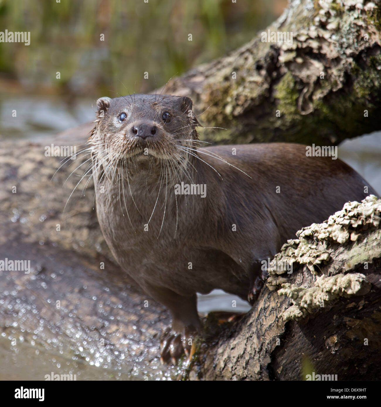 Portrait of a European Otter Stock Photo