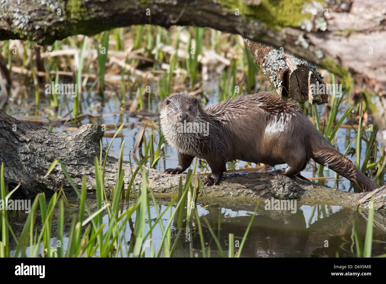 European Otter Stock Photo